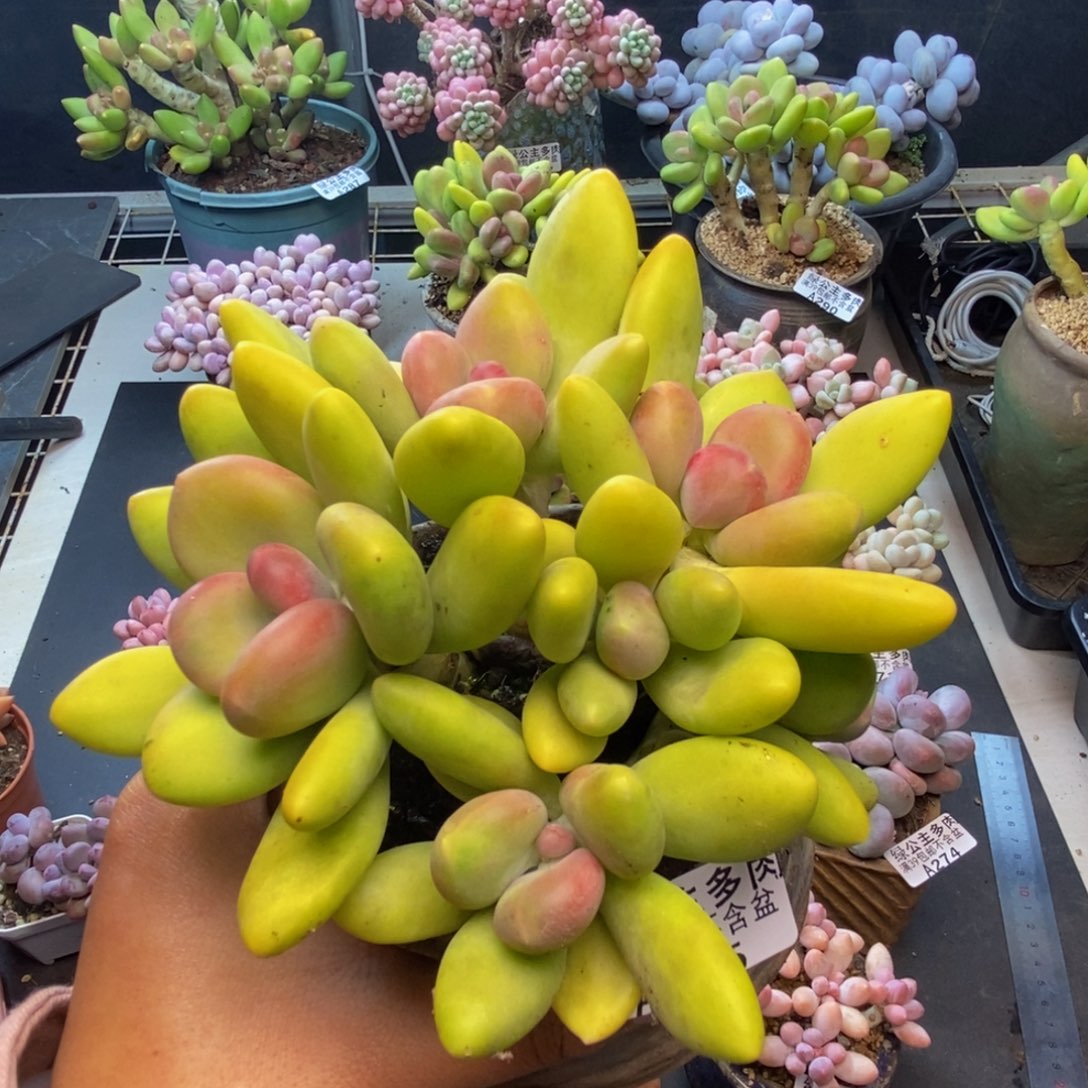 295芒果奶多肉12c m