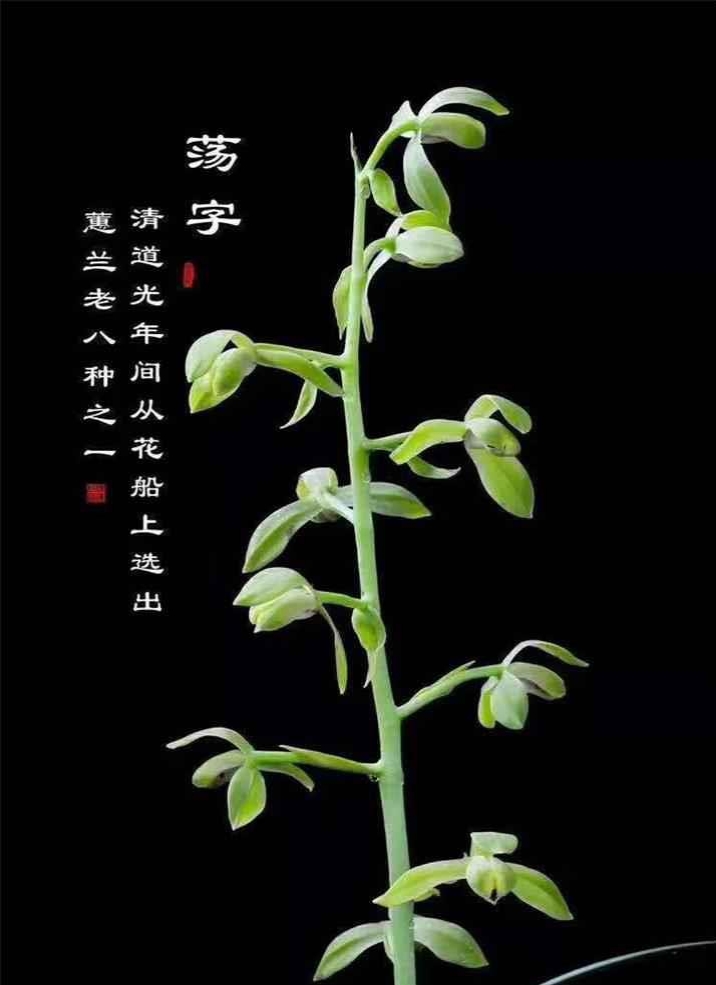 蕙兰老八种之一  《荡字》