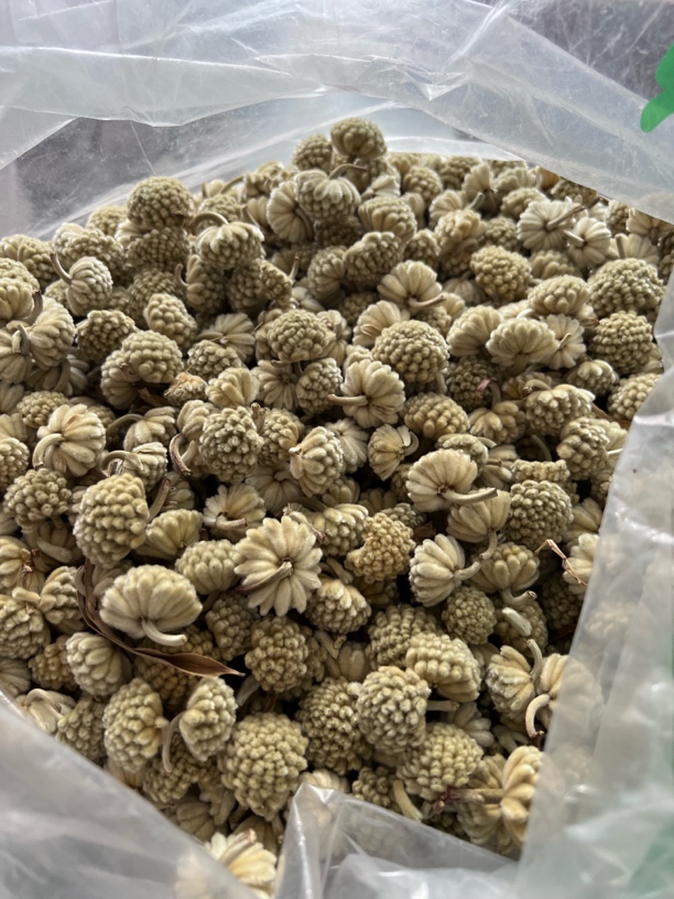 【蛟哥土特产】楠溪江绿萝花