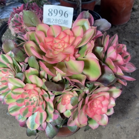 香妃多肉多肉8996