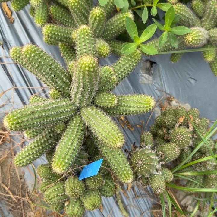 敬***生白檀仙人掌群生553