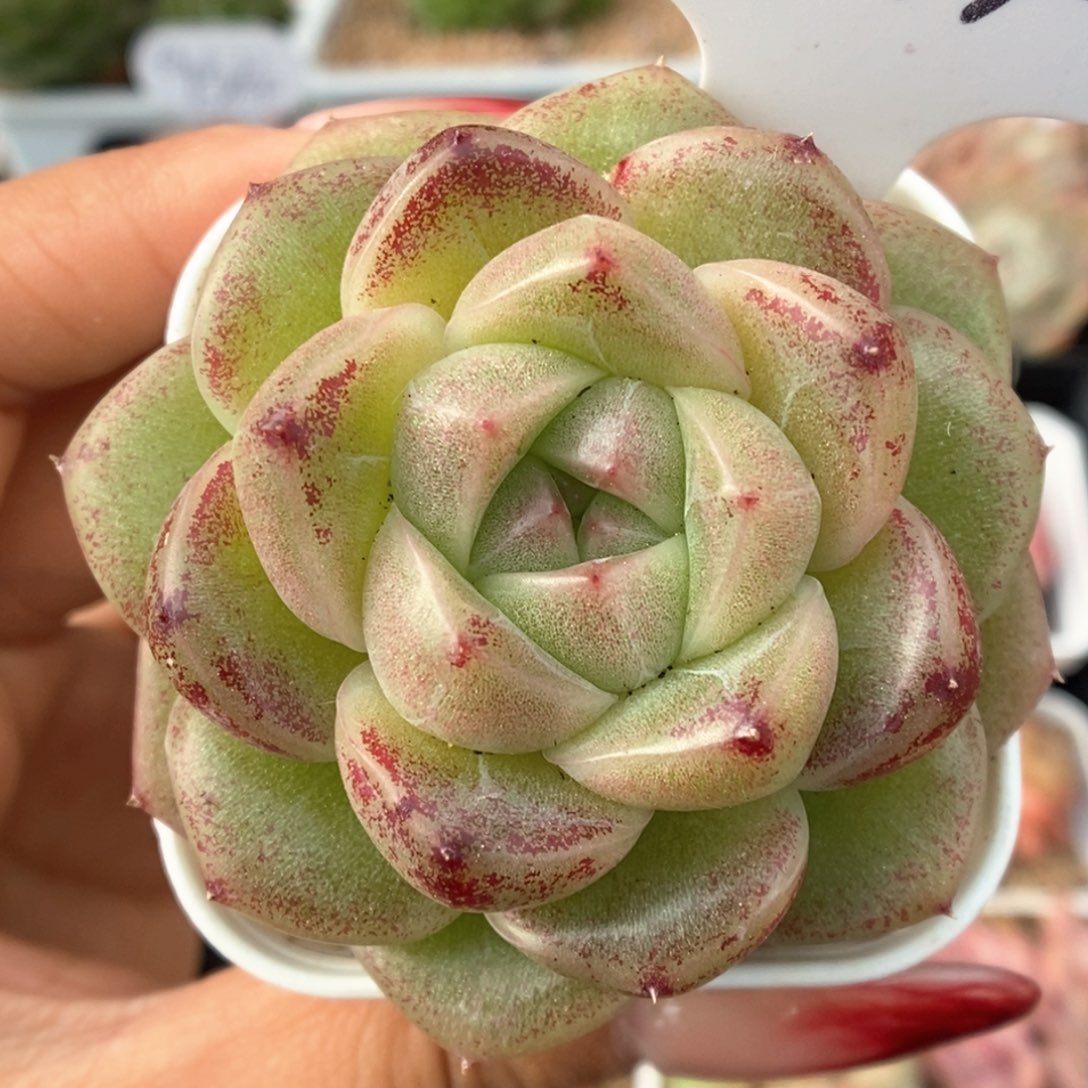 珍妮麦秆可拍554号