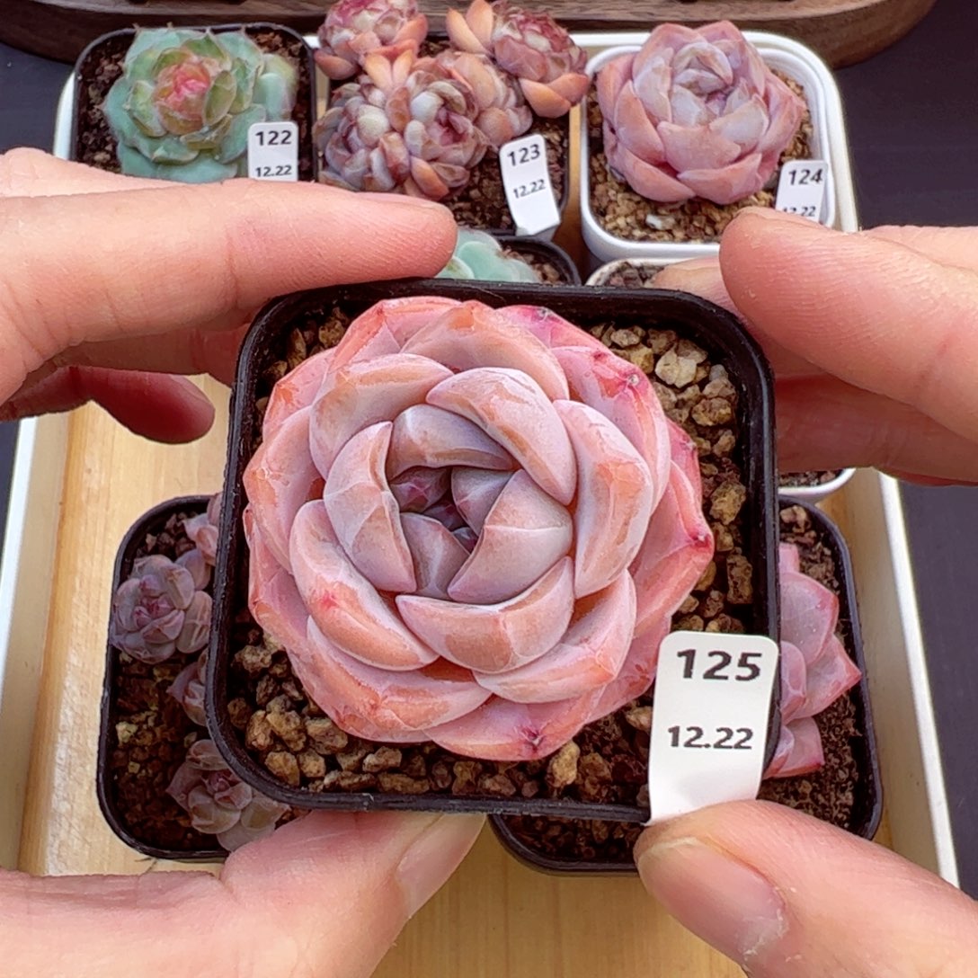 好好看125、哈哈哈哈