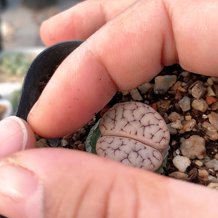 脑纹荒玉母本非常非常好看