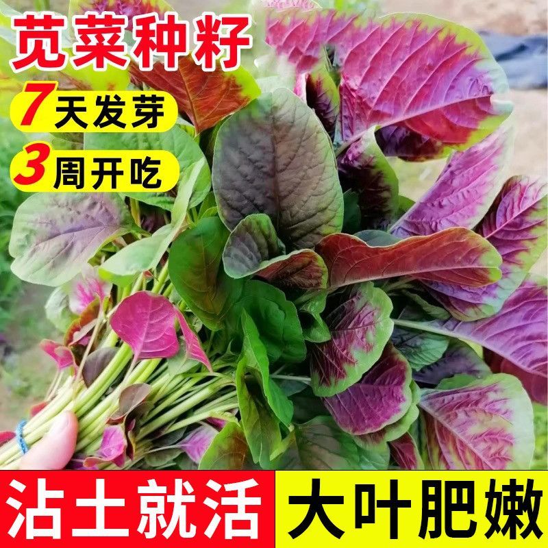 红苋菜种子圆叶抗病高产耐热湿旱四季可种阳台蔬菜籽蔬菜种子