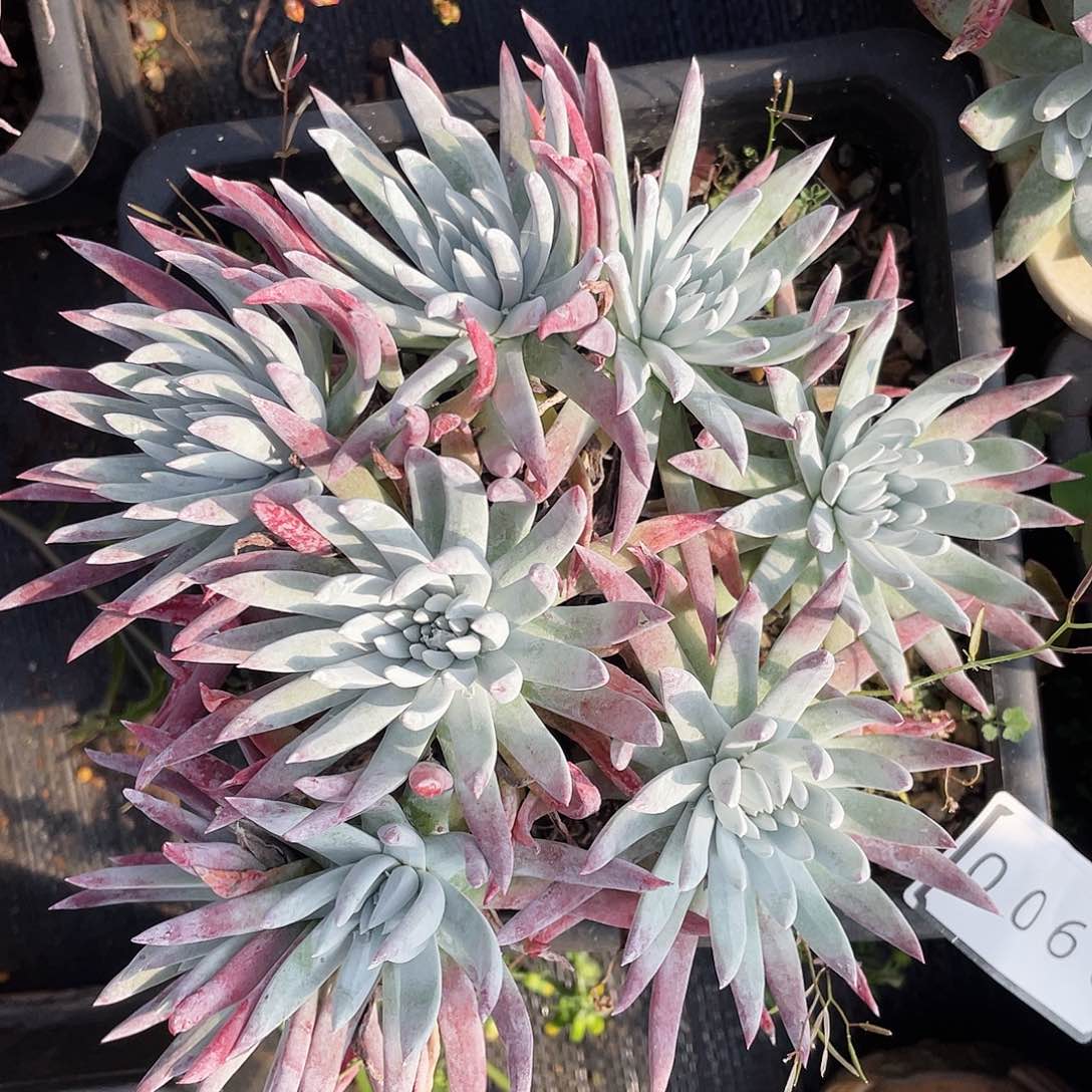 奴婢老桩多头0900