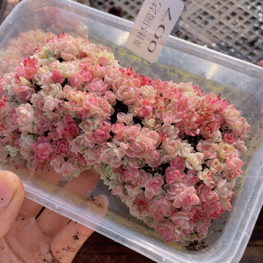 多肉植物多肉植物7