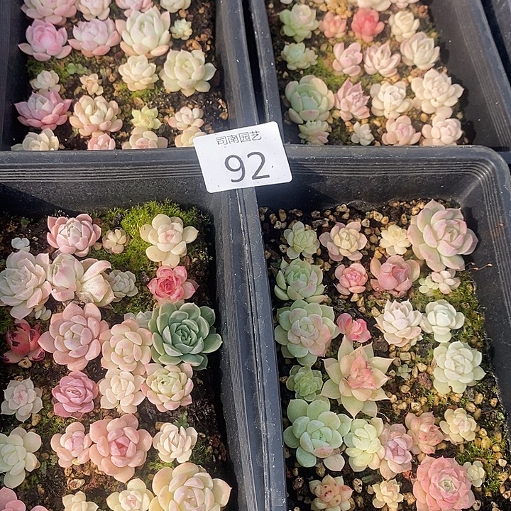 D***y92 多肉植物盆栽花卉