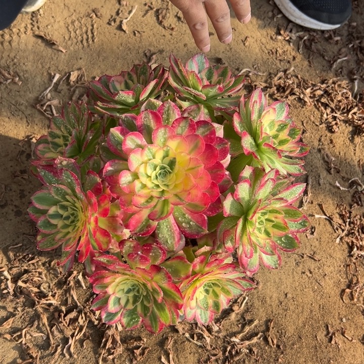 28.8海仙一颗包邮