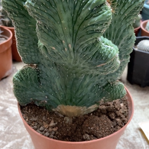 五指山仙人球18米仙人球