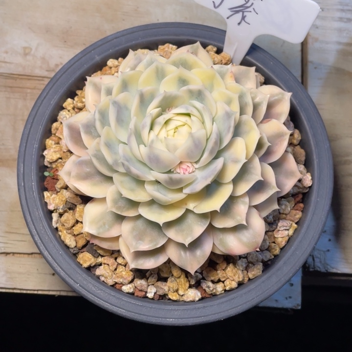多肉拧紧工具昂斯诺