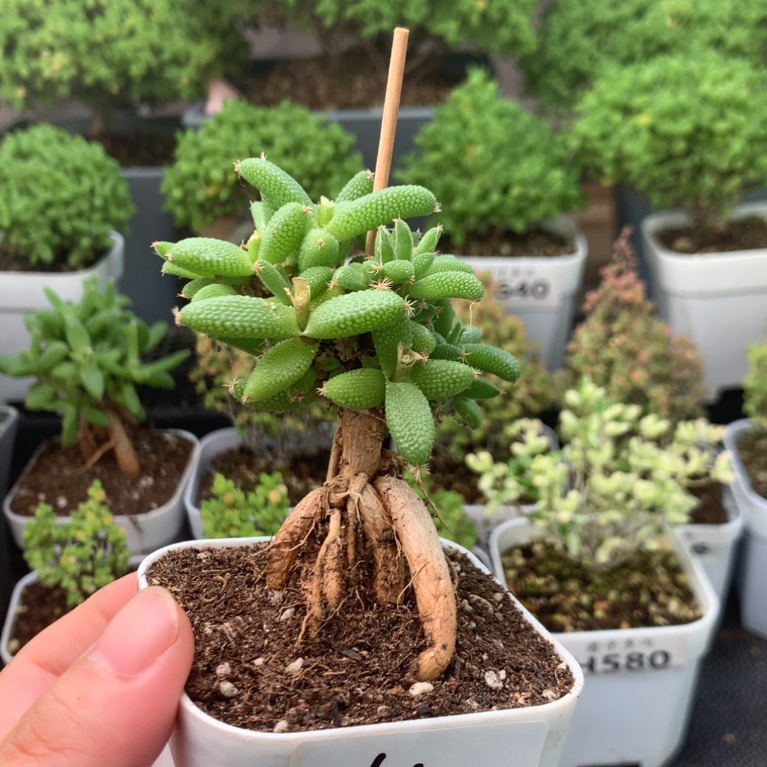 604玉米福利。  。         