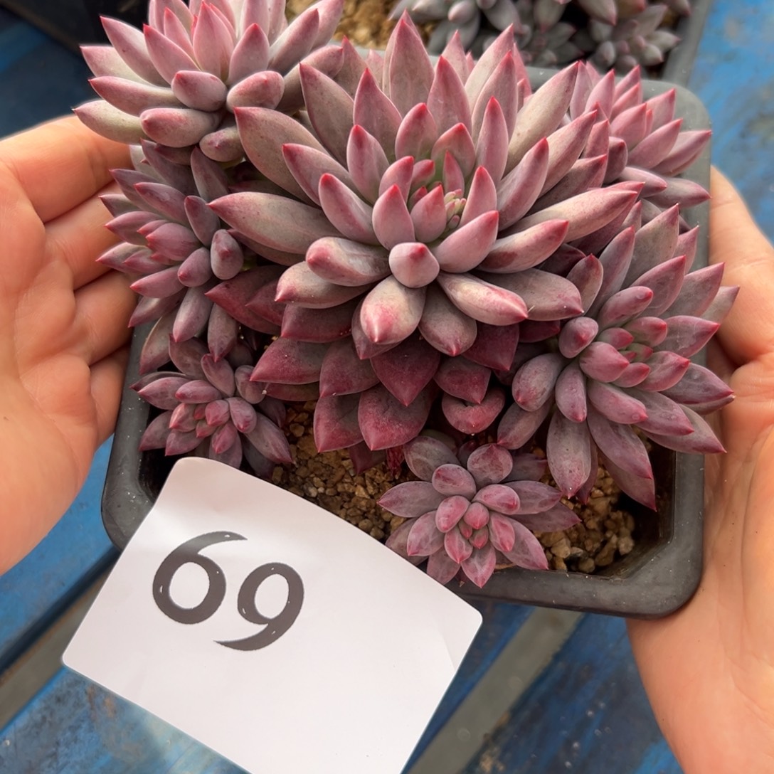 *****69、哈哈哈都好发挥好成绩