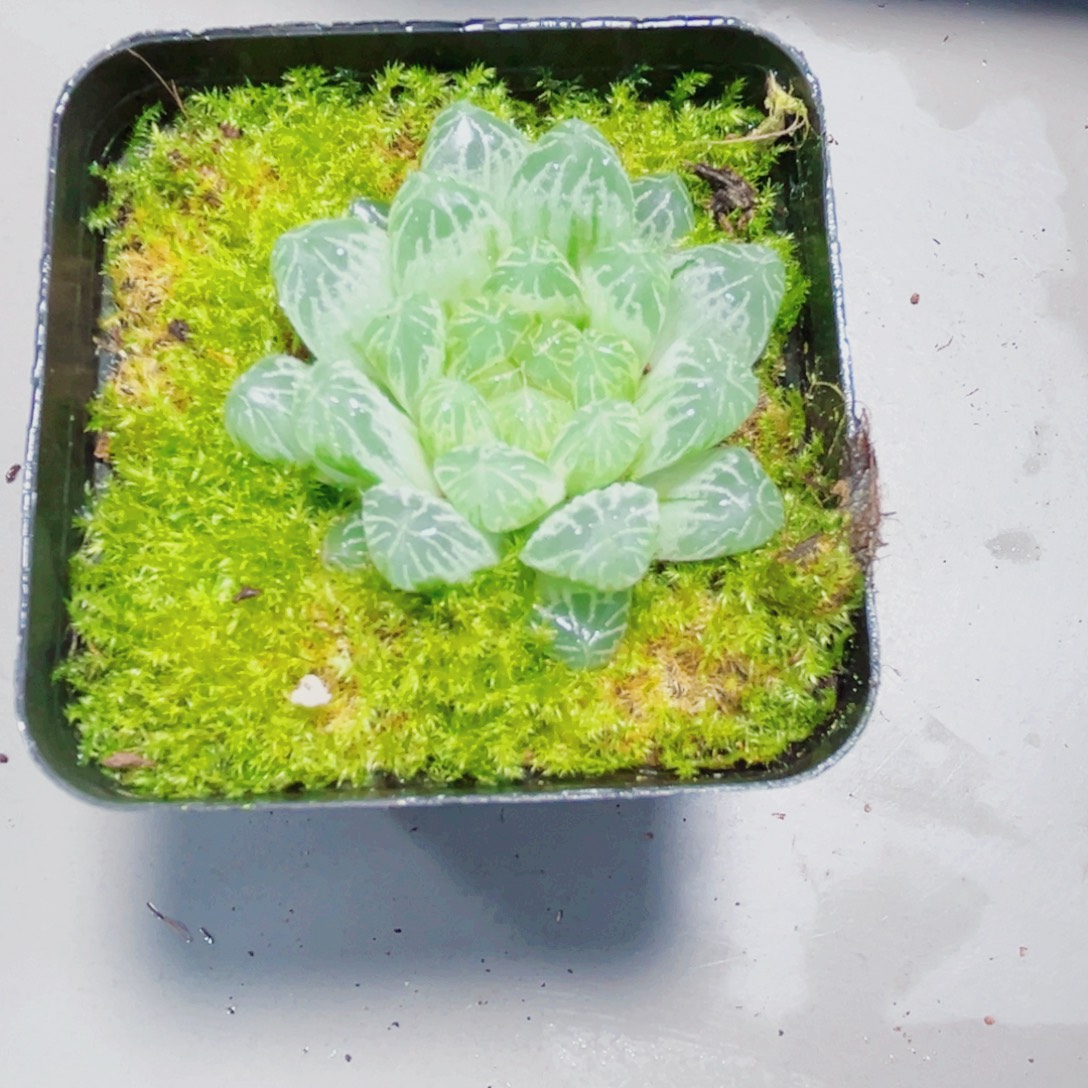 白斑玉露多肉植物666