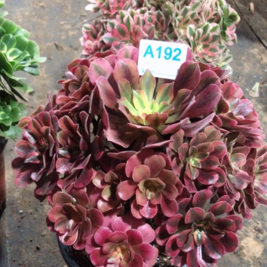 @***飞无花朵美杜莎法师多肉植物193号