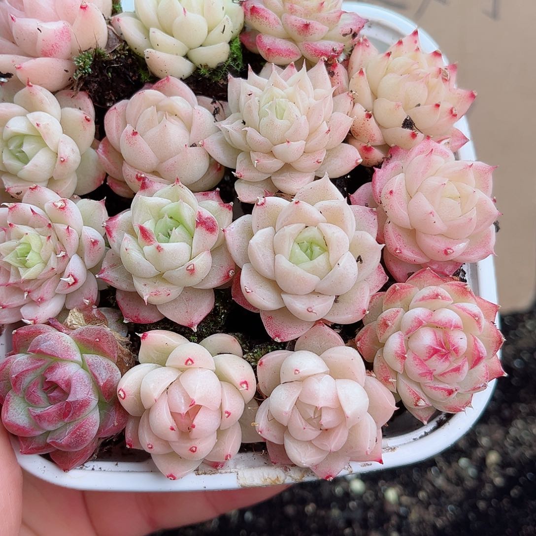 1-569 新疆西藏内蒙不发12.8包邮2-3公分多肉