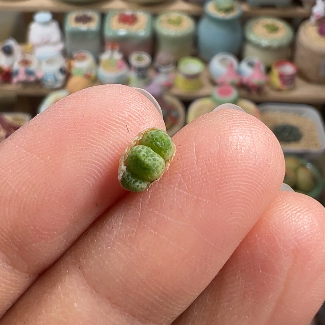 多肉植物103号斑马