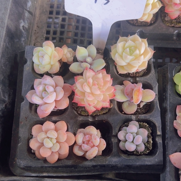 穴盘套餐精品多肉植物