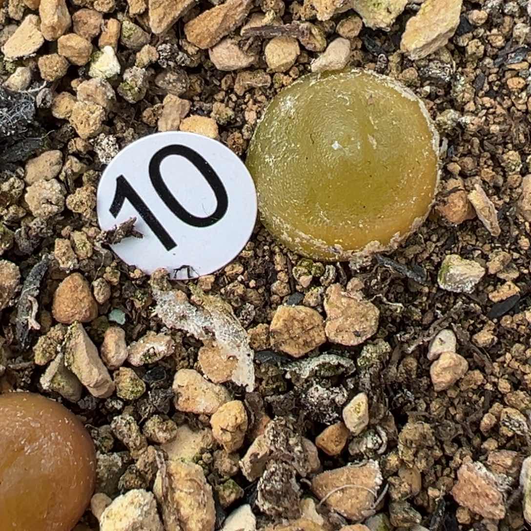 多肉植物1111111111111111