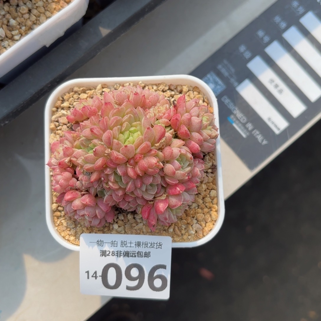 绿心羊脂球多肉多肉