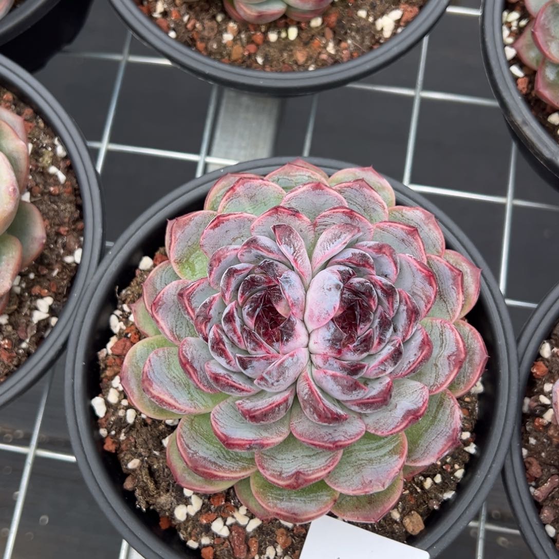 莞*4560肉肉肉肉肉肉肉