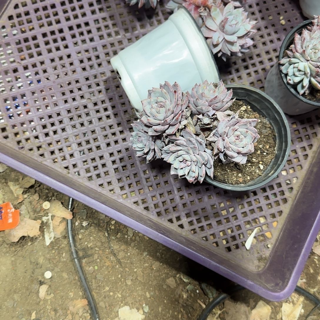 匆***～5个粉蓝鸟一物一拍