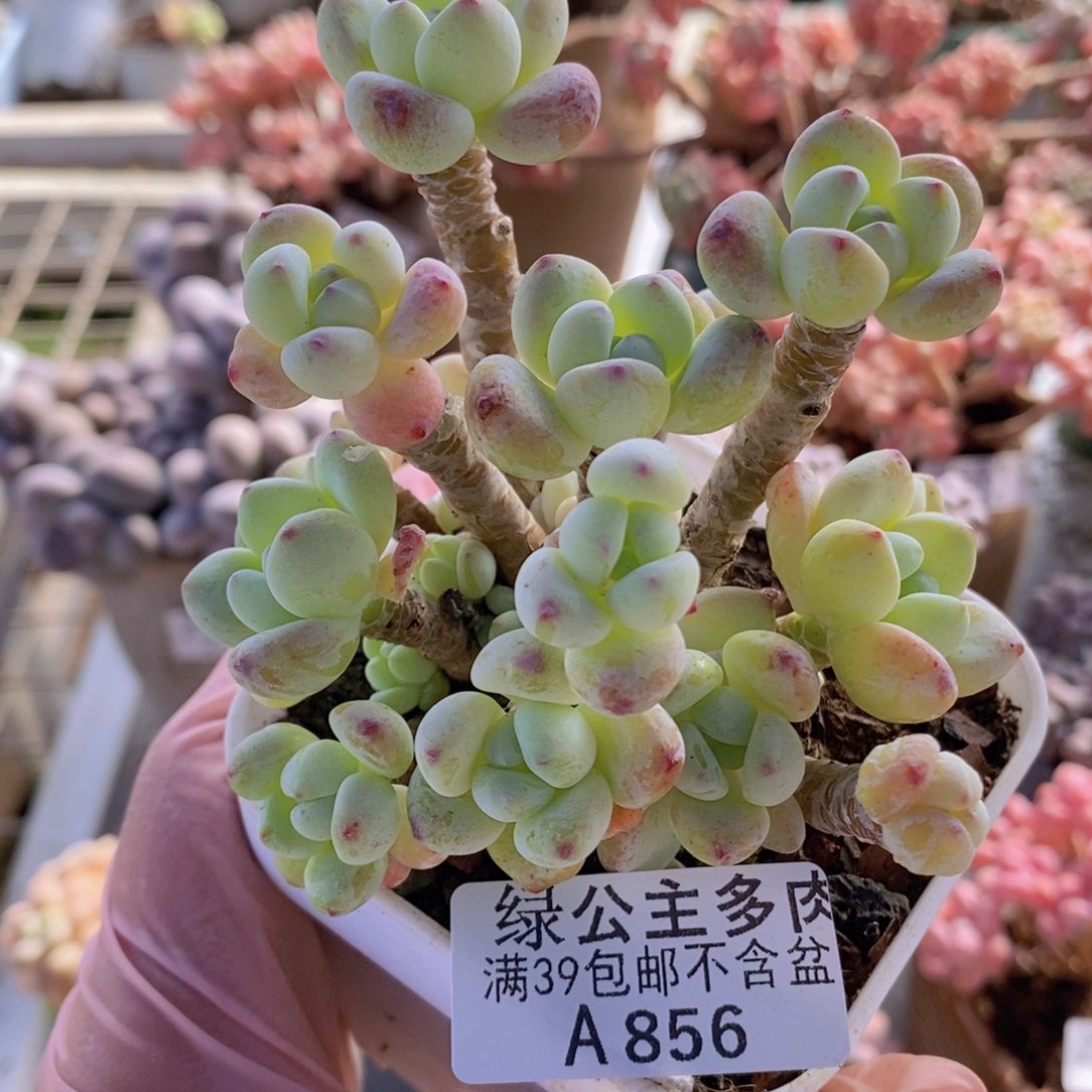 樱花罗琦老桩8cm856多肉植物