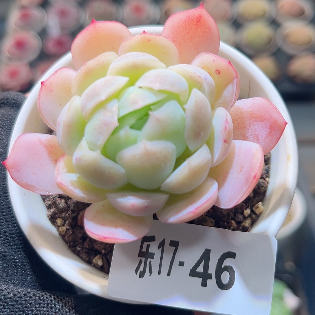 乐17-46 贝瑞单头