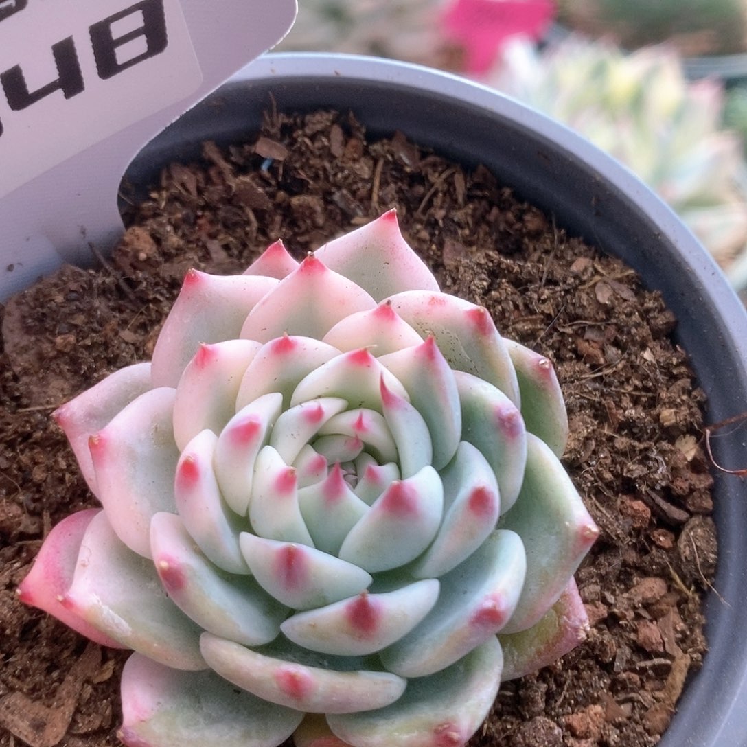 048锦锦锦锦锦锦锦锦