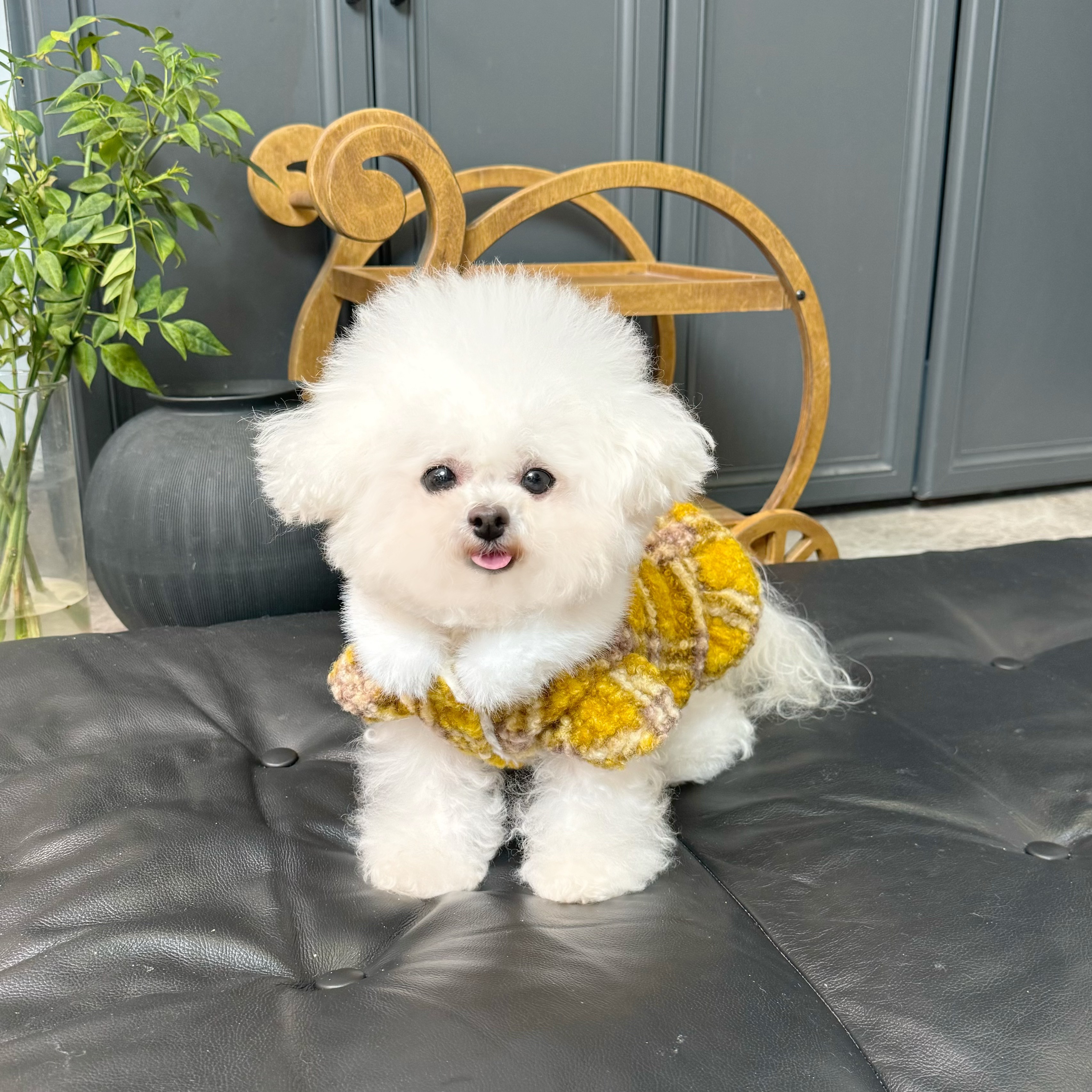 五只小白熊原创宠物衣服秋冬新款加厚柔软毛呢开衫裙狗狗猫咪外套