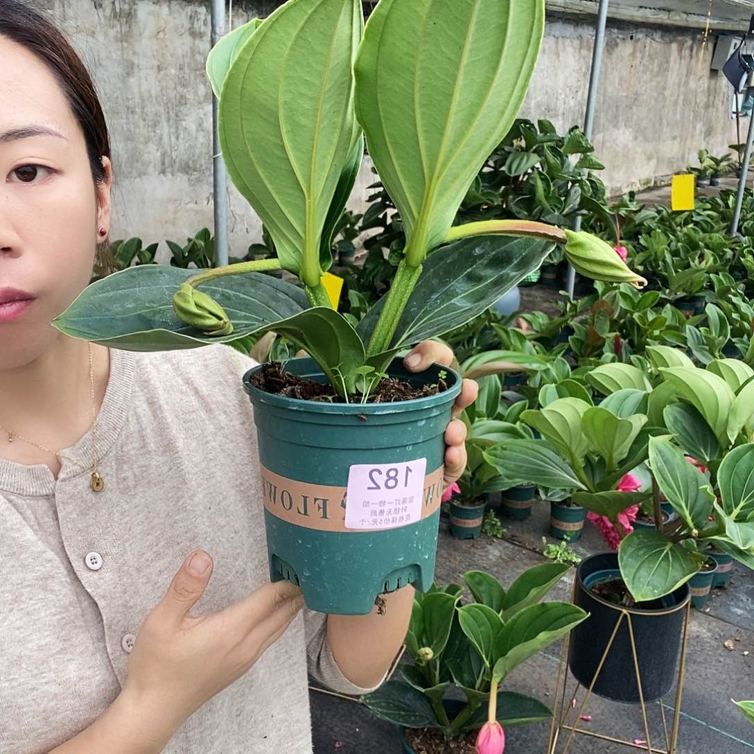 木本植物深**雨木本花卉182