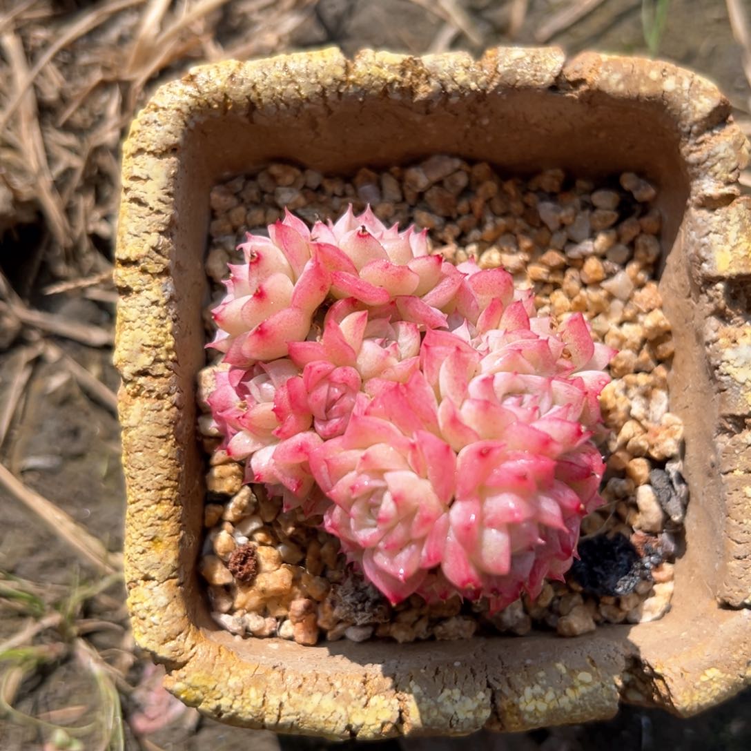 麦秆冠服5公分左右