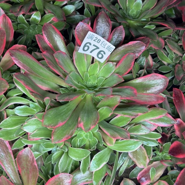 676女妖多肉植物