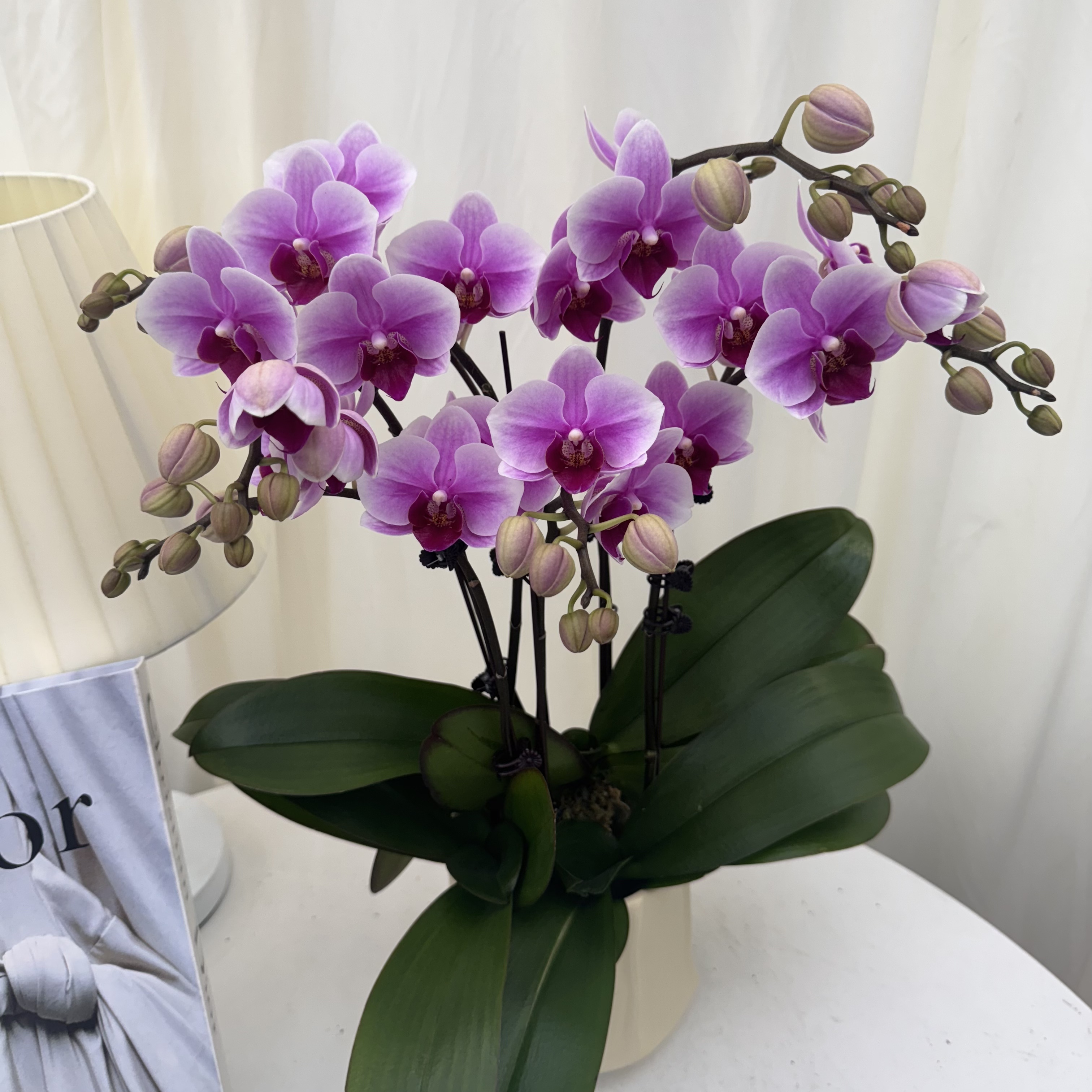 蝴蝶兰（宝贝）紫色晕染色带花优质种植基地直发 精品室内盆栽送礼