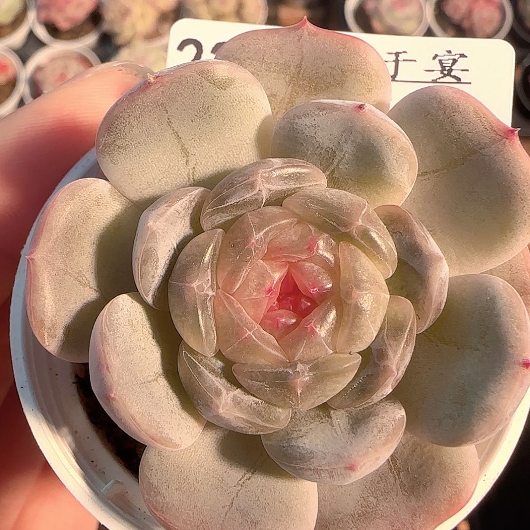 多肉1130-221白恋