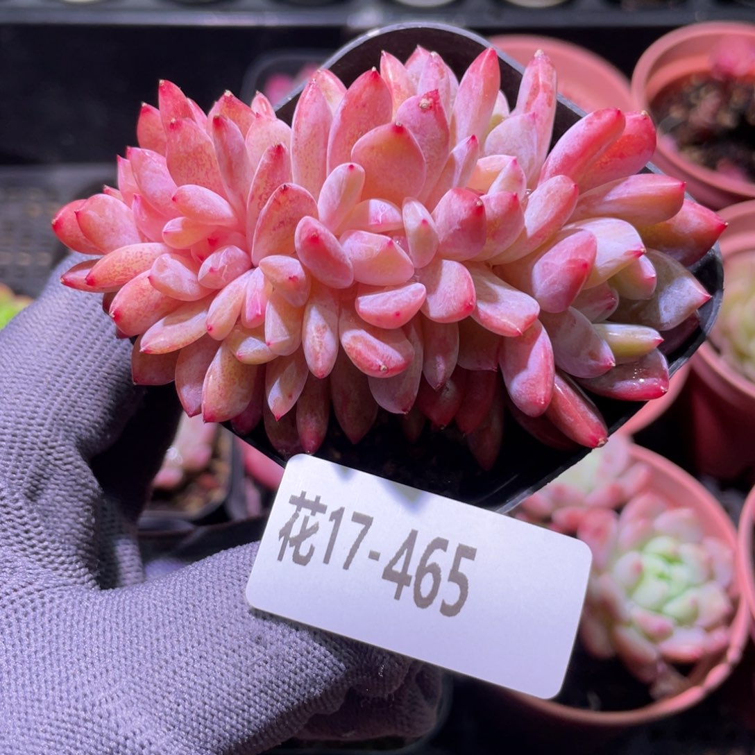 花利美17-465橙梦露缀化