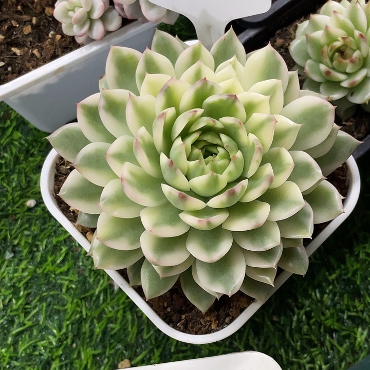 冰茶锦一物一拍哦