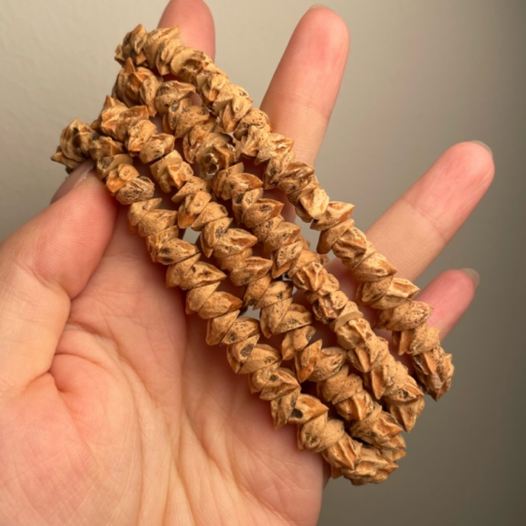 热振异形籽斜切红芽