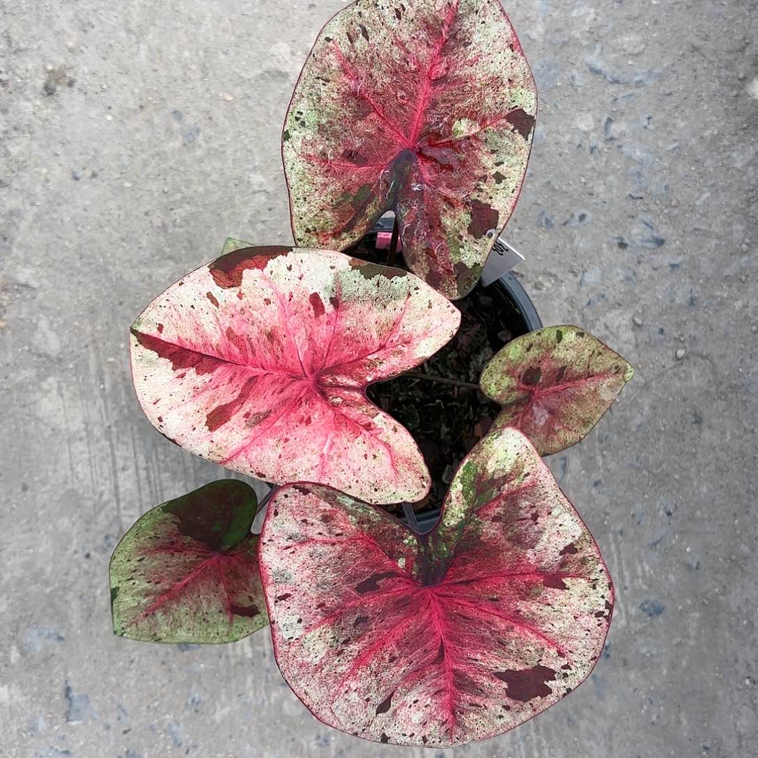 303-0123达摩彩叶芋泰国发货