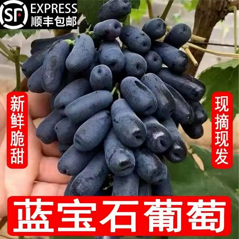 （顺丰包邮）无核无籽不吐皮顺丰空运产地正宗美人指蓝宝石葡萄新鲜采摘整箱2.7~3斤顺丰包邮辽宁省辽宁省