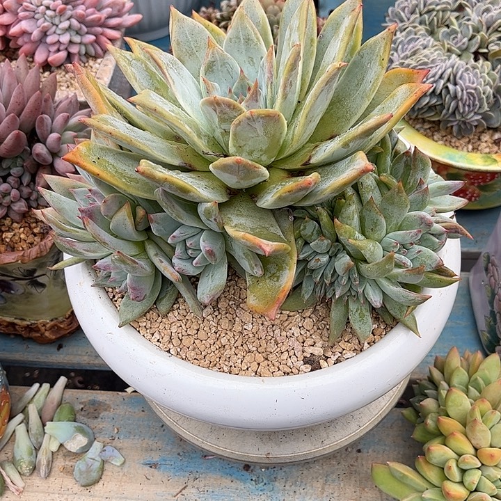 薇***笑多肉植物一物一拍