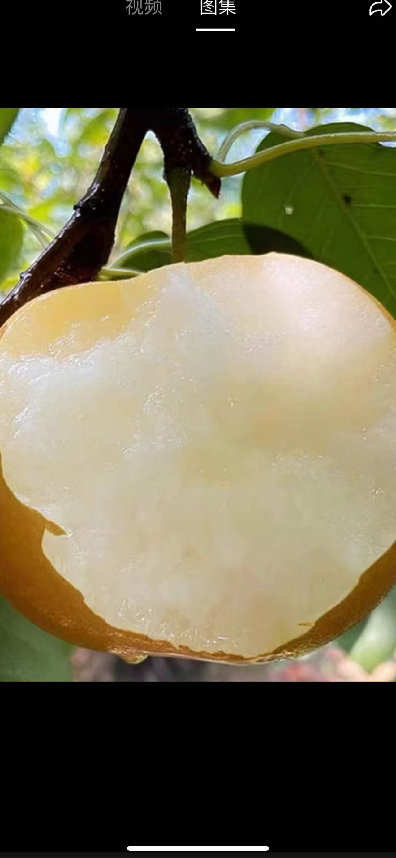 新鲜现摘秋月梨当季水果薄皮脆甜多汁梨子