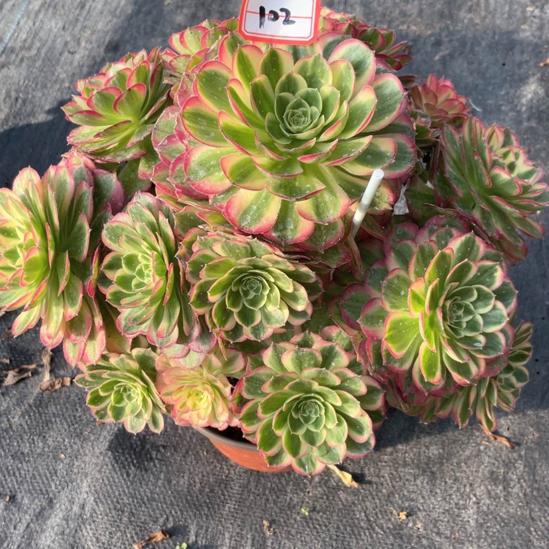 万圣节粉钻手捧老桩102