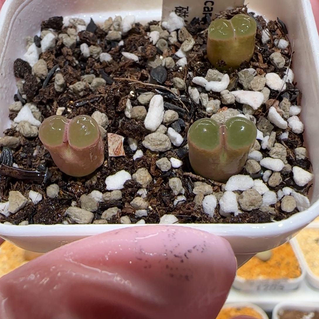 肉锥多肉植物百科-磁铁1332