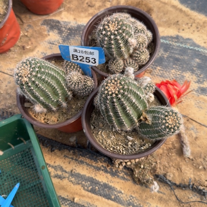 253彩草金钢缺水不售后