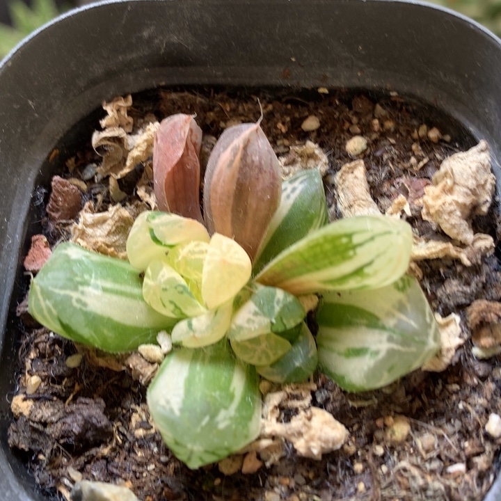 玉露锦带盆土发货