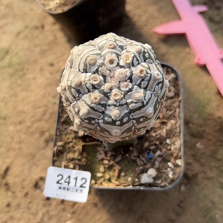 2412号袖普嫁接v字兜