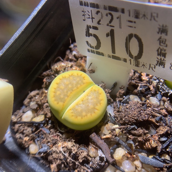 精品生石花221.510