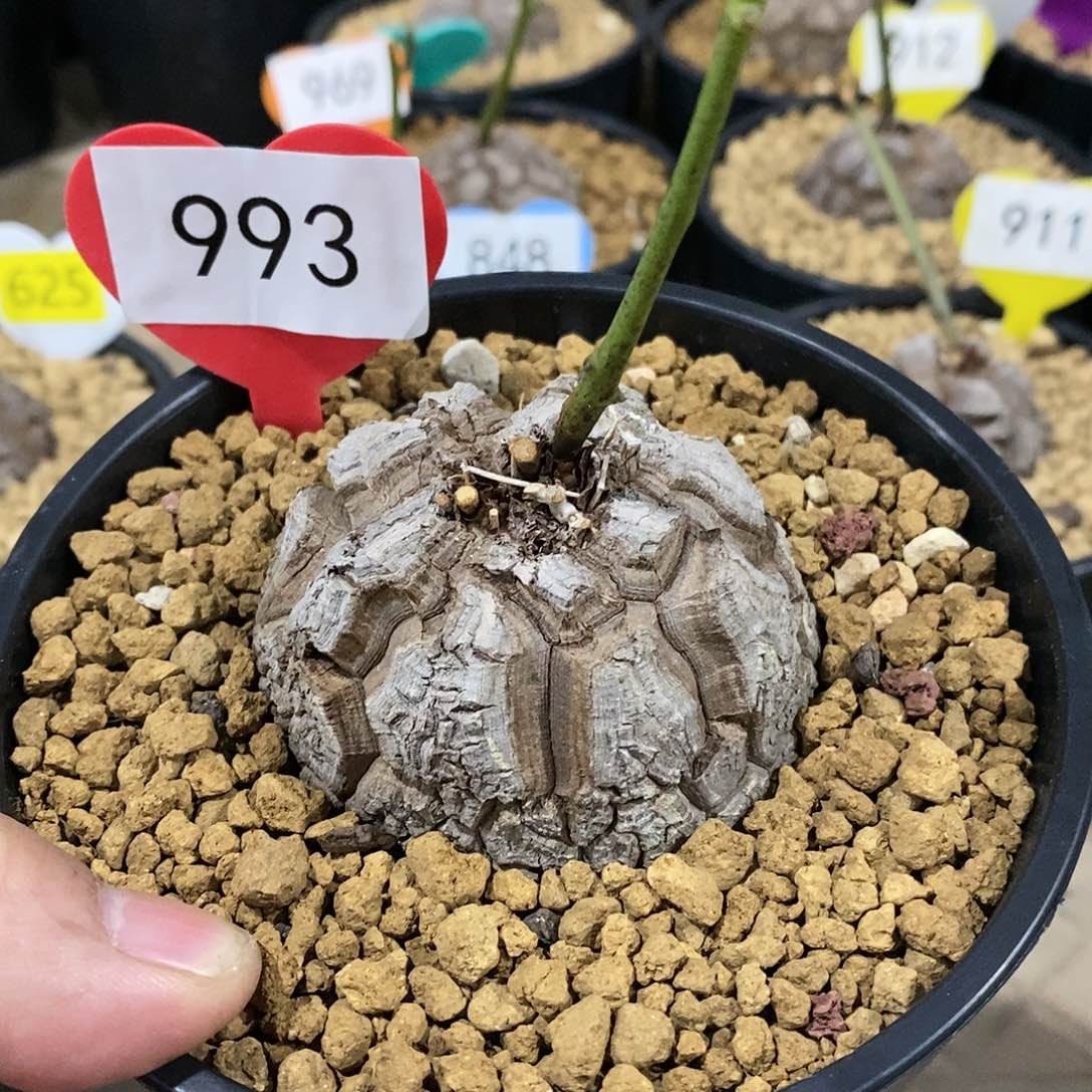 南非龟甲龙龟甲龙