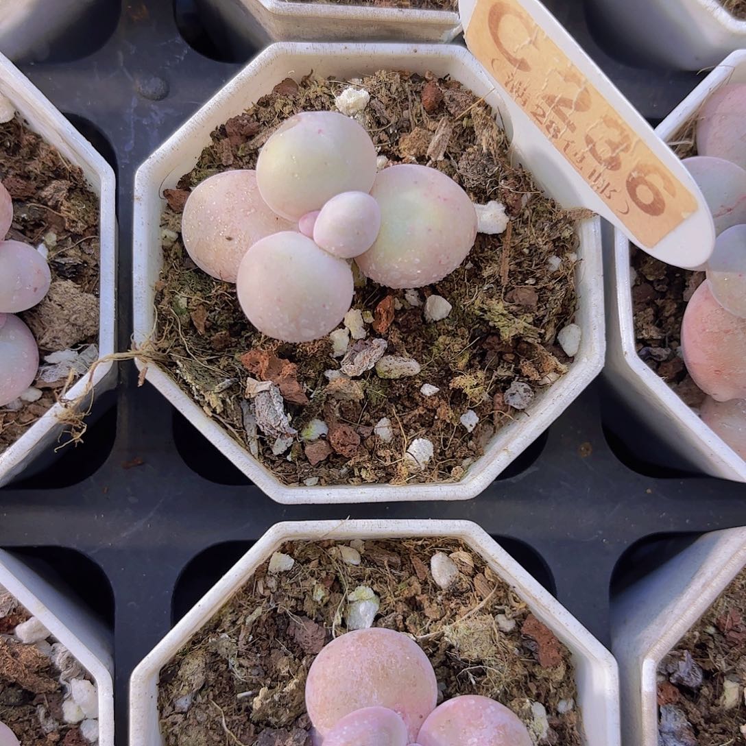 C236奶酪一物一拍